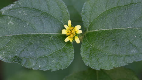 video macro de una pequeña flor amarilla