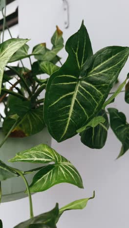 hanging plant in a light green pot