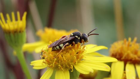 a solitary wasp perched on a ragwort flower