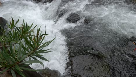 Toma-Vertical-De-Un-Arroyo-Que-Fluye-Rápido-Con-Vegetación-En-Primer-Plano