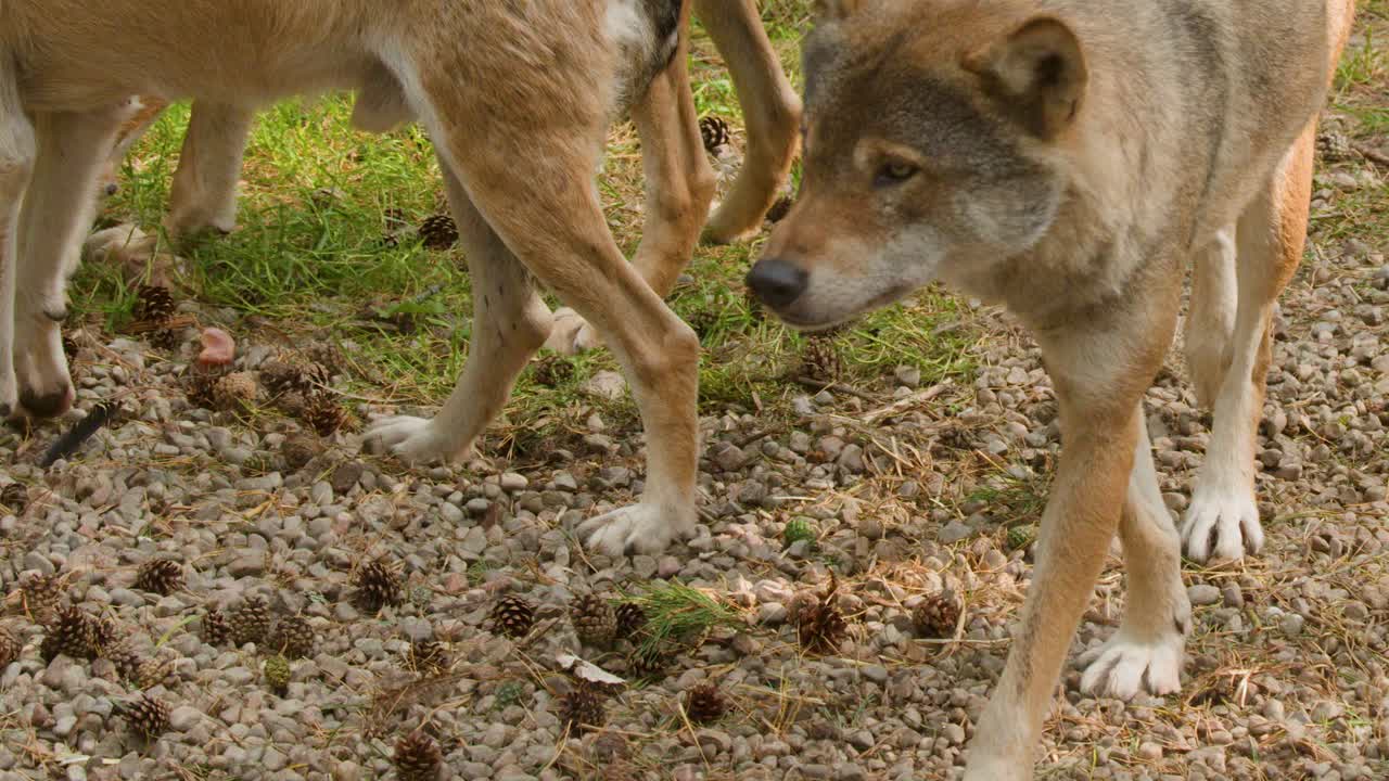 Multiple wolves forage and interact on a sunlit forest floor, natural daylight, steady camera