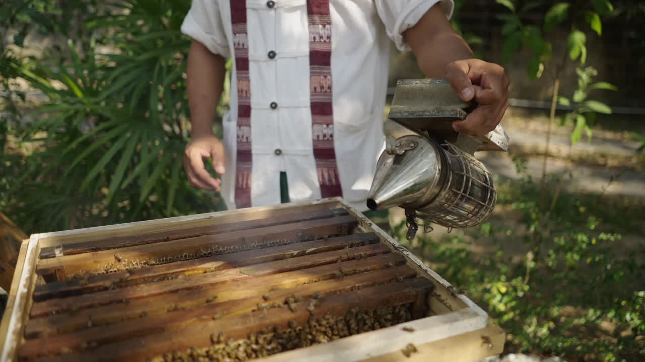 Beekeeper using a smoker while inspecting a beehive