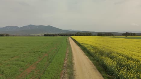 Sobrevuelo-A-Baja-Altura-De-Un-Camino-De-Tierra-Con-Campos-De-Cultivo-A-Los-Lados-Colores-Verde-Y-Amarillo-Colza-En-La-Costa-Brava-En-Gerona-España-Ciclismo-Turismo