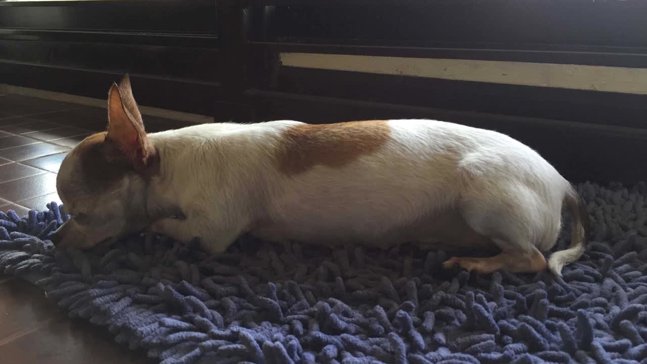 tiempo lapse chihuahua perro durmiendo
