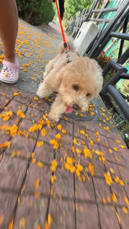 Dog Walking Outdoors with Flowers