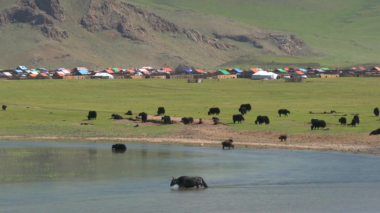 Flok yakokser græsser nær en sø i den mongolske steppe
