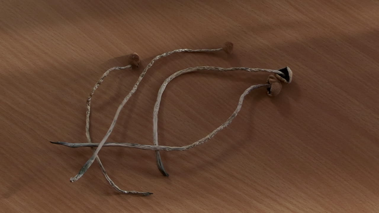 마른 환각 버섯을 테이블 위에 놓고 먹을 준비가 되었습니다.