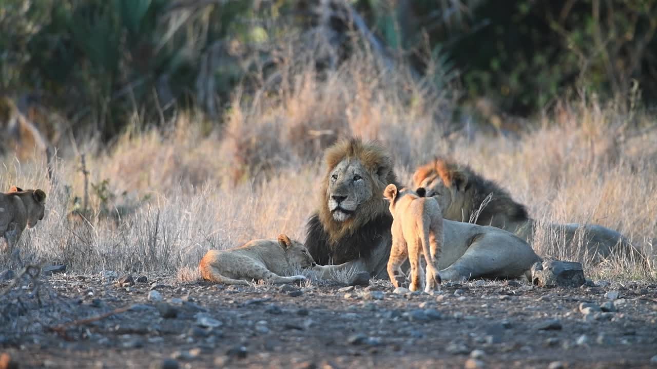twee mannelijke leeuwen liggen en hun welpen spelen om hen heen, kruger national park