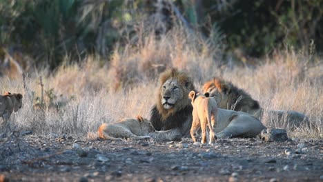 Zwei-Männliche-Löwen-Liegen-Und-Ihre-Jungen-Spielen-Um-Sie-Herum,-Krüger-Nationalpark