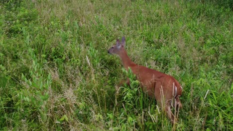 doe deer in a field at sunset-4