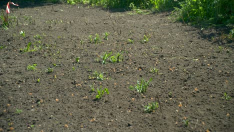 Green-weeding-on-the-ground