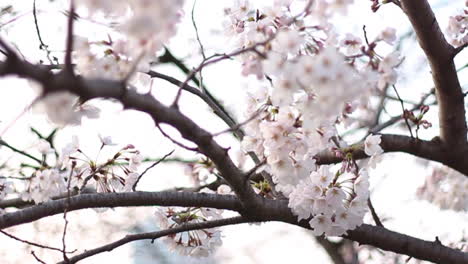 panning video of somei yoshino cherry blossom tree. bright with shallow depth-of-field