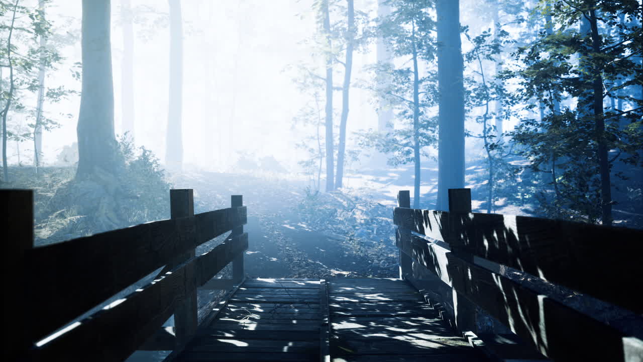Foggy forest path leads through trees towards mysterious light at dawn