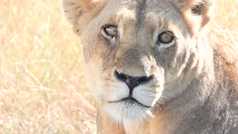 Close-up-shot-of-Beautiful-lioness-looking-around,-Kruger-National-Park