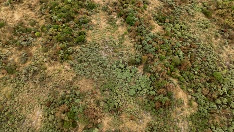 Majestic-forest-growing-over-dune-landscape-in-Holland,-aerial-view