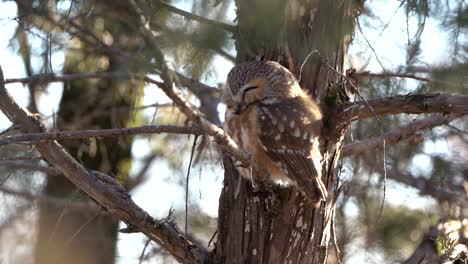 a northern saw whet owl resting against the trunk of a pine tree in the late afternoon