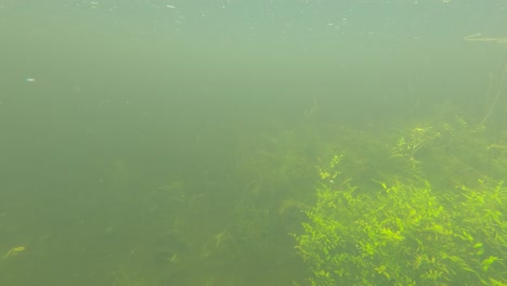 green aquatic river plants visible underwater at dublin canal in ireland