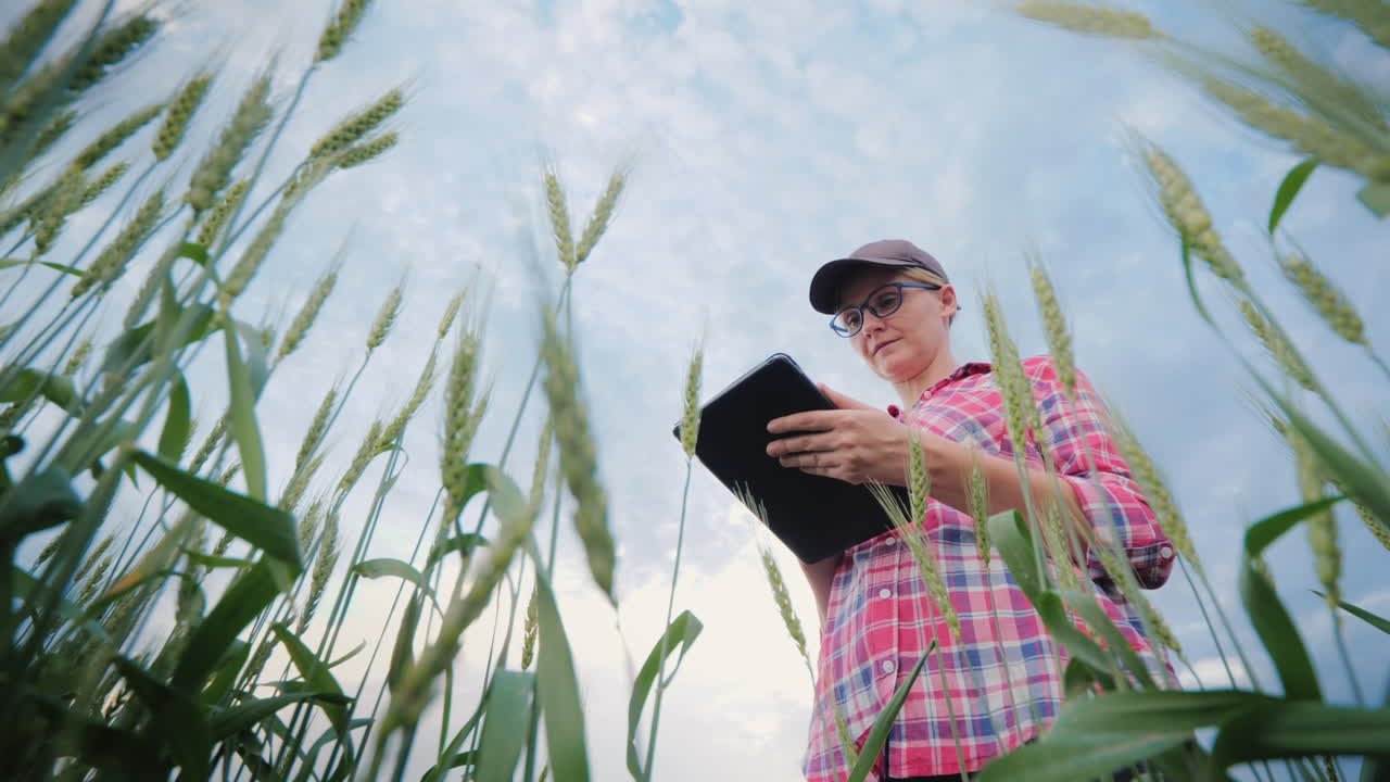 фермер работает на поле пшеницы использует планшет нижний вид съемки