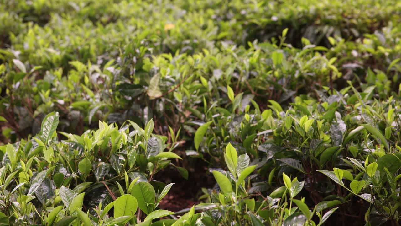 Lush tea plants grow at Kiambethu Tea Farm in Kenya, showcasing vibrant green leaves