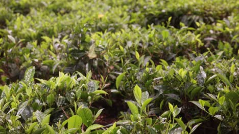 lush tea plants grow at kiambethu tea farm in kenya, showcasing vibrant green leaves