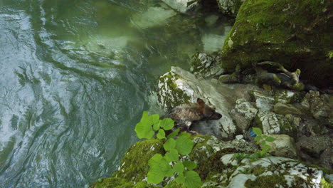 Deutscher-Schäferhund,-Der-Aus-Dem-Fluss-Kriecht-–-Gimbal-Aufnahme