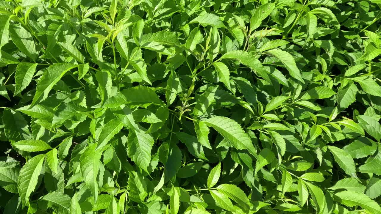 el lapso de tiempo de las plantas que crecen a la luz del sol.