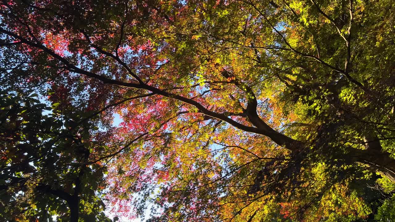 Incredible autumn color silhouetted trees against sky, slow motion shot