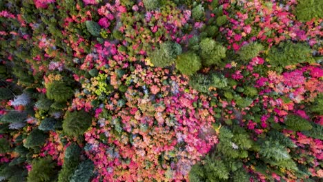 fall season - breathtaking aerial view overhead colorful leaves in utah mountains