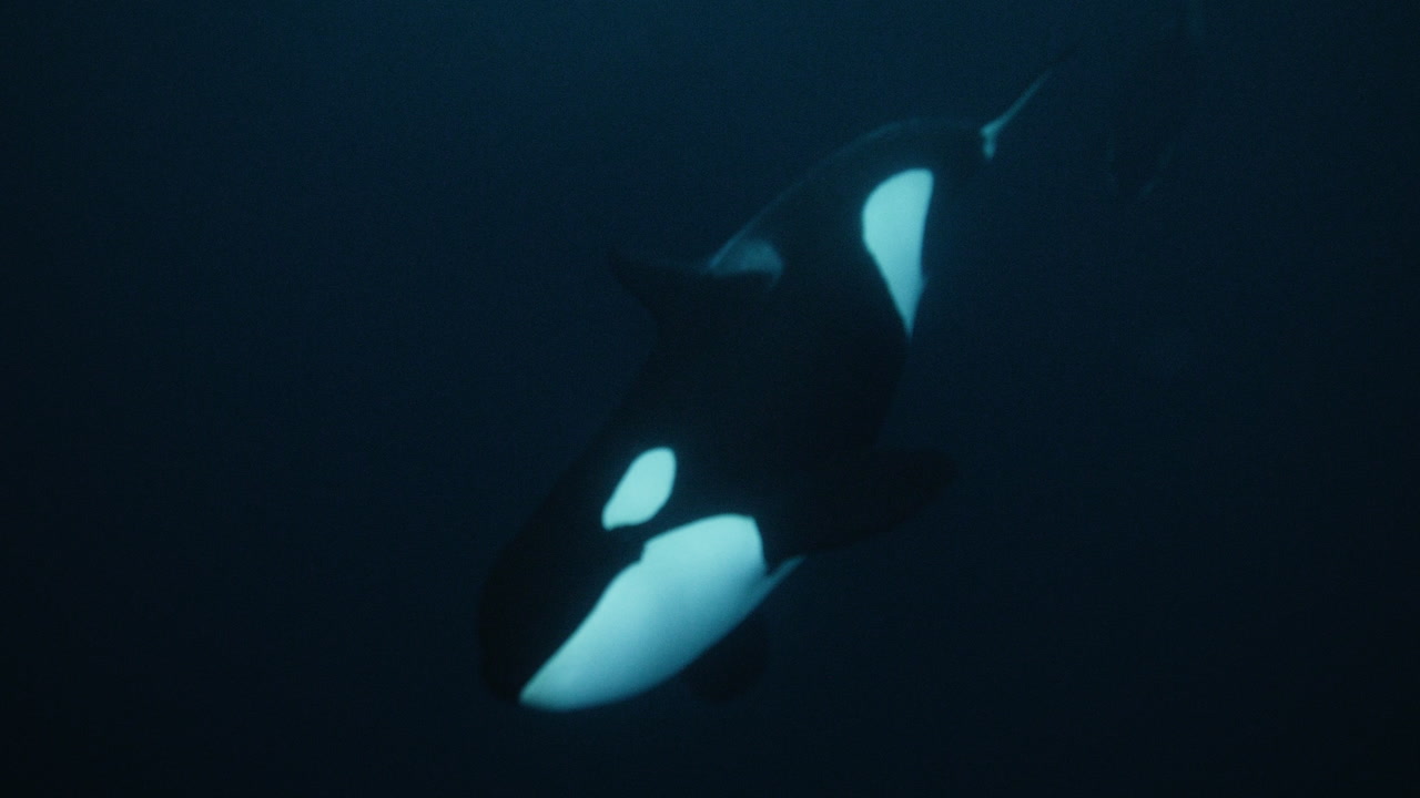 Orca swimming slowly through dark Arctic ocean water beneath the surface, slow motion