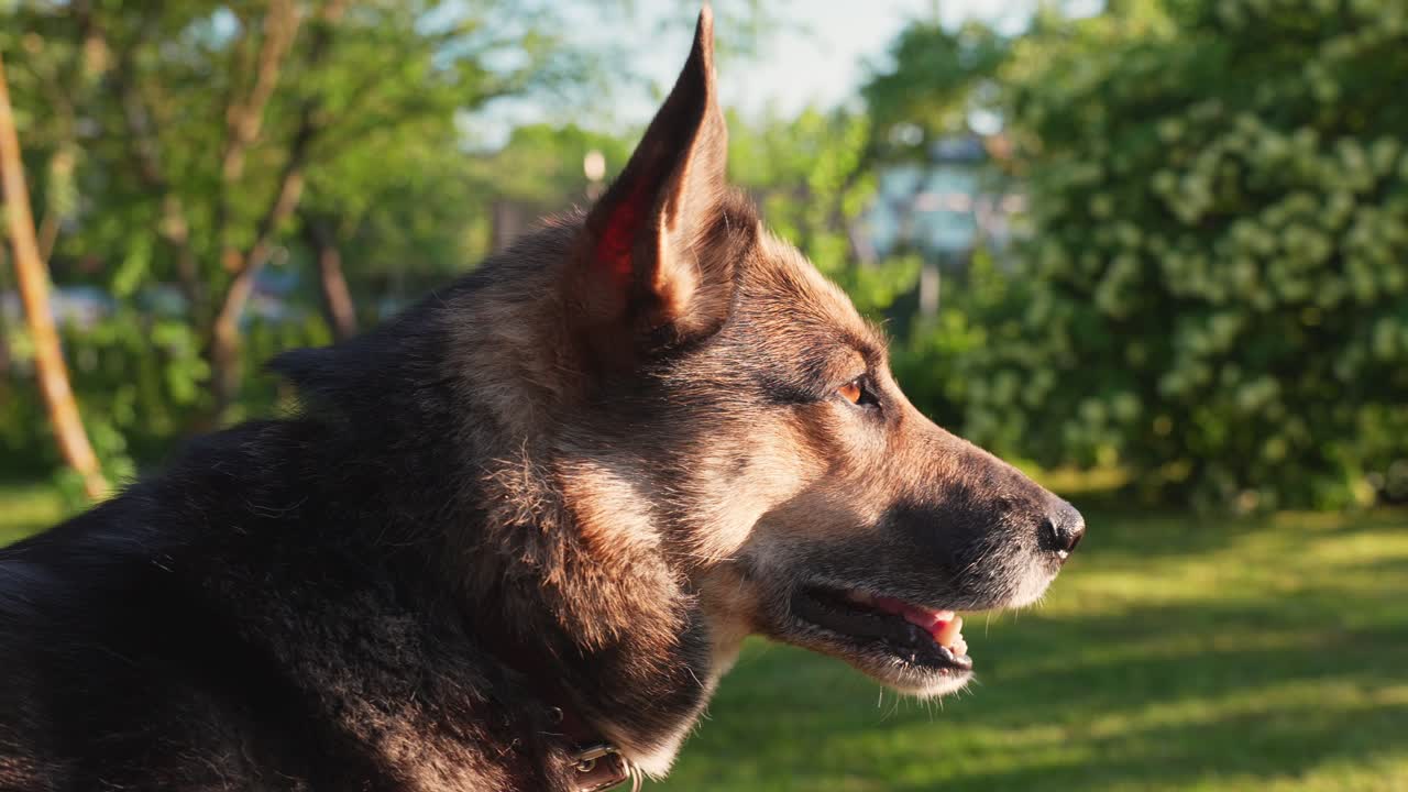 가정의 행복한 개는 집 뒷마당에서 빛을 즐기고, 근접 도 뷰를 즐니다.