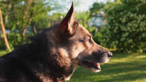 Perro-Doméstico-Feliz-Disfruta-De-La-Luz-Del-Sol-En-El-Patio-Trasero-De-Casa,-Vista-De-órbita-De-Cerca