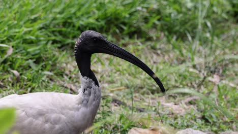 an ibis searches for food in a grassy area