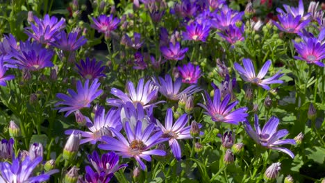 purple daisies grow in the garden and attract honey bees collecting pollen