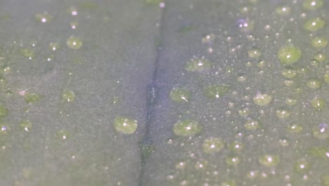 tropical rain falls on a green leaf of a plant against the background of sunlight tropical rain falls on a green leaf of a plant against the background of sunlight summer tropical rain video macro shooting
