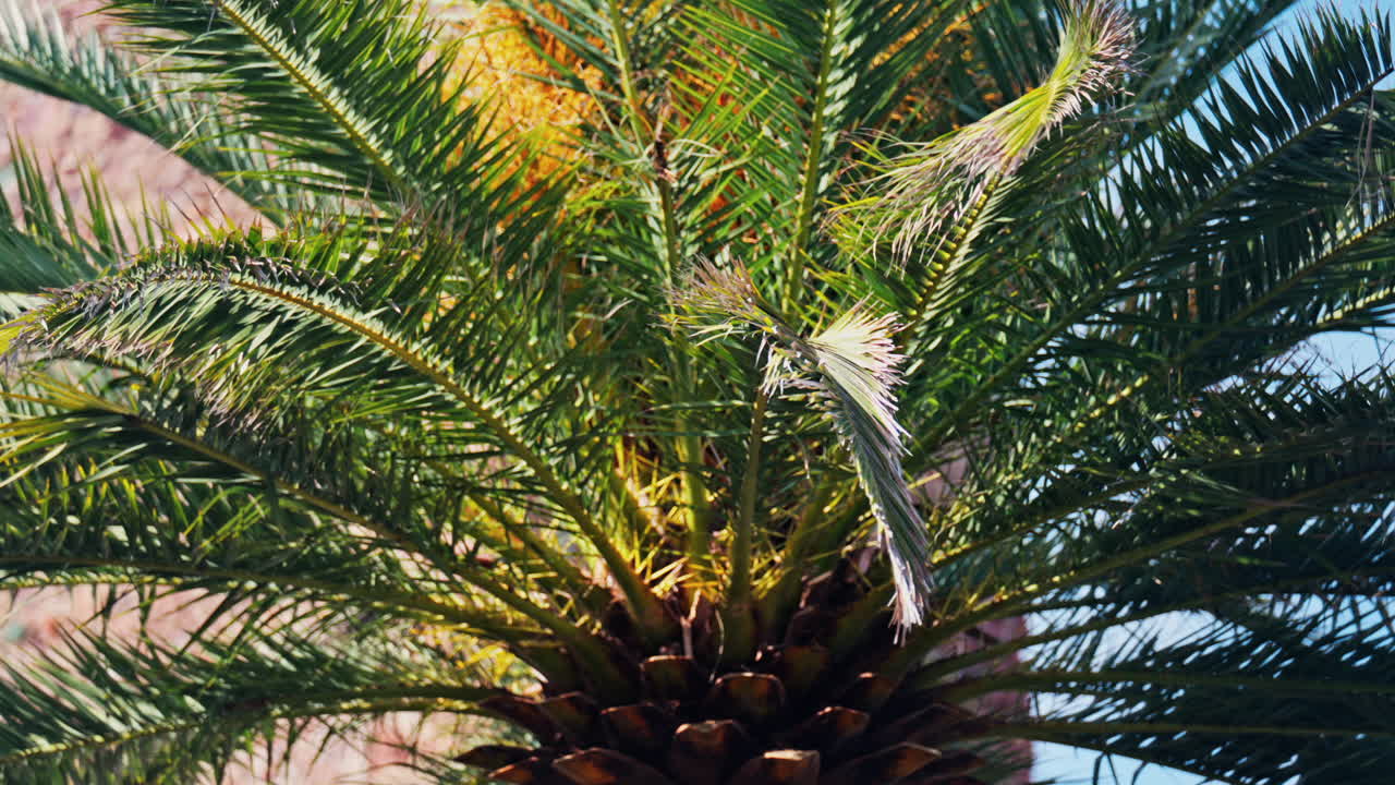 Low angle view of a palm tree in sunlight with the Chateau de la Napoule Castle and sky on the background