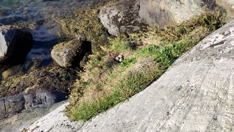 Three-eggs-inside-nest-of-Eurasian-Oystercatcher-Haematopus-ostralegus---rocky-cliff-with-sea-background---Closeup-handheld-moving-backwards-during-sunny-day---Norway