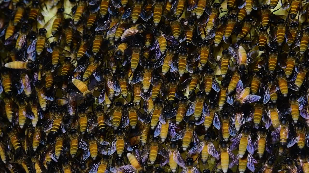 se sabe que las abejas melíferas gigantes construyen grandes colonias de nidos con bolsillos simétricos hechos de cera para almacenar miel como fuente de alimento.