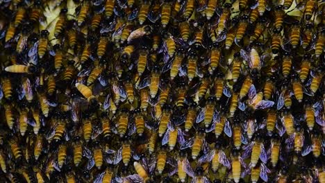 giant honey bees are known to build large colonies of nest with symmetrical pockets made of wax for them to store honey as their food source
