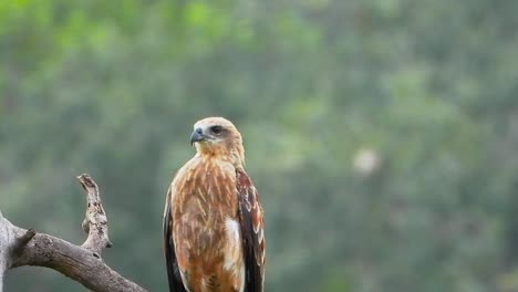 un águila linda sentada en la parte superior del árbol y observándote