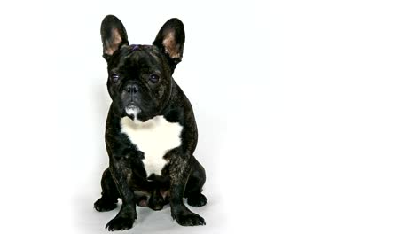 perro bulldog francés sentado en un fondo blanco