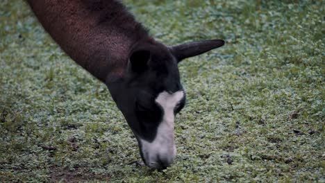 andean mammal with llama eating on green pasture at the mountains of peru