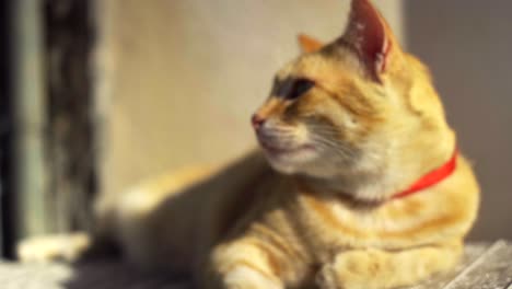 close up of yellow cat resting on street.