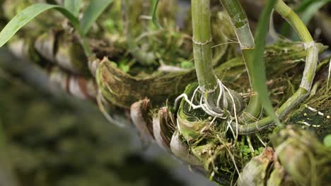 close up footage of orchid coconut pot in the farm