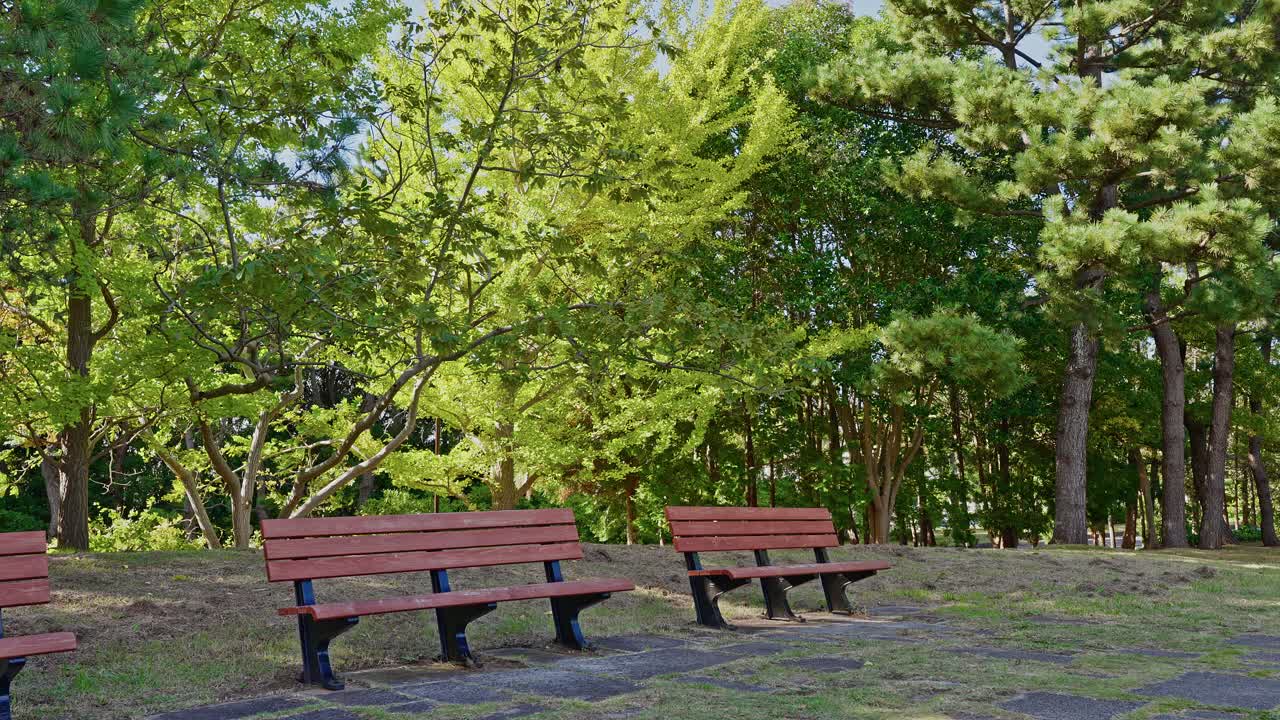 Two empty brown wooden benches sit on a grassy slope, surrounded by dense green trees and foliage on a sunny day