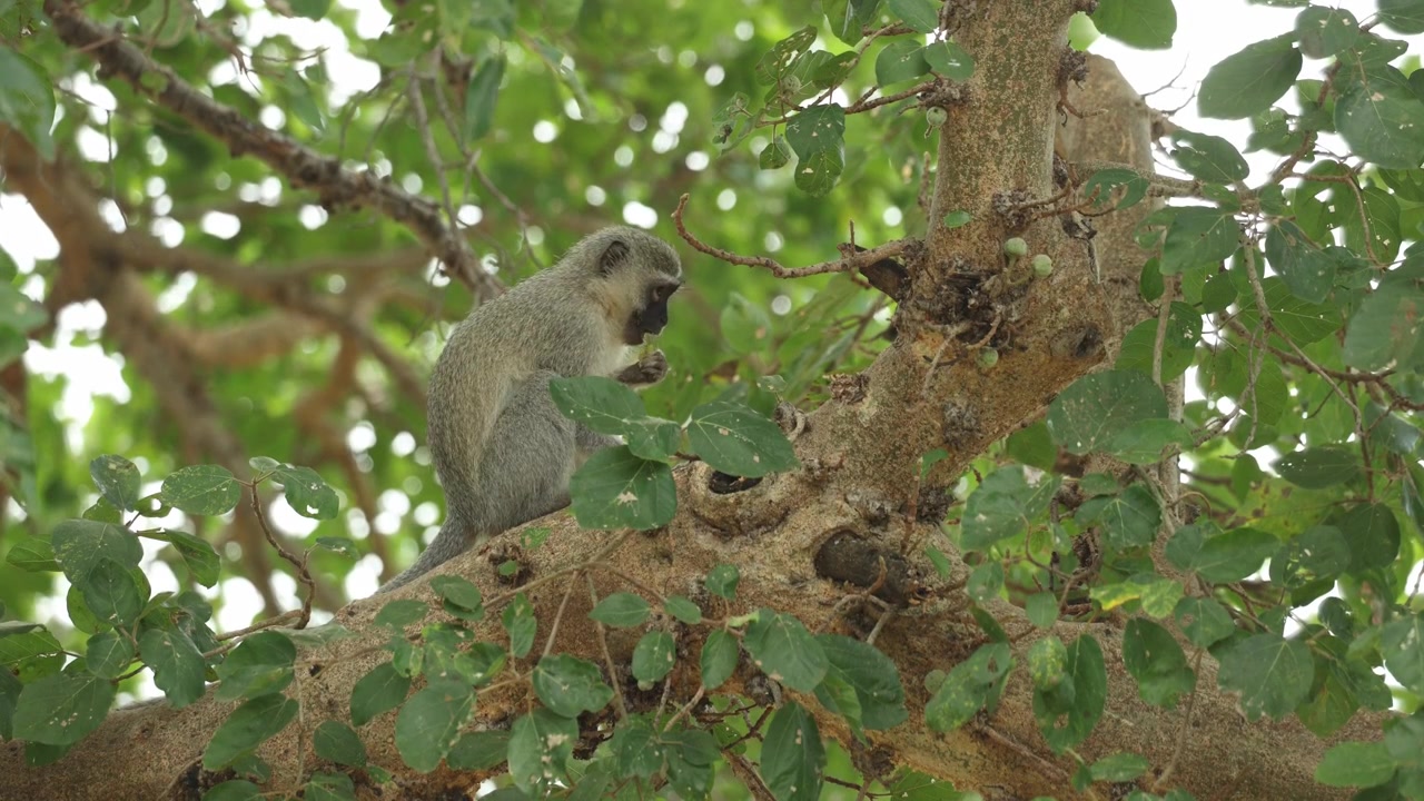 南アフリカのクルーガー国立公園で、イチジクの木の高いところに座り、熟したイチジクを食べてから飛び去るかわいいベルベットモンキー。