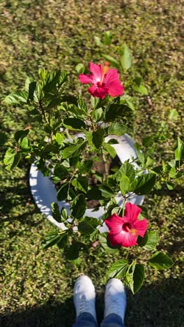 pink hibiscus plant in a pot, top-down view