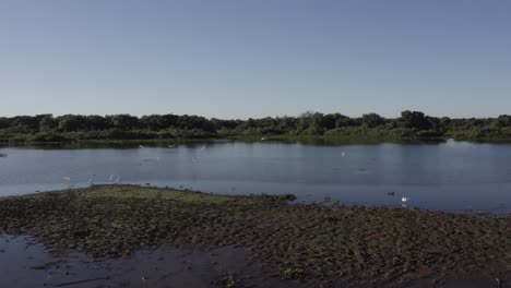 Pantanal-after-fire---drone-image-of-river-full-of-life---egrets-flying