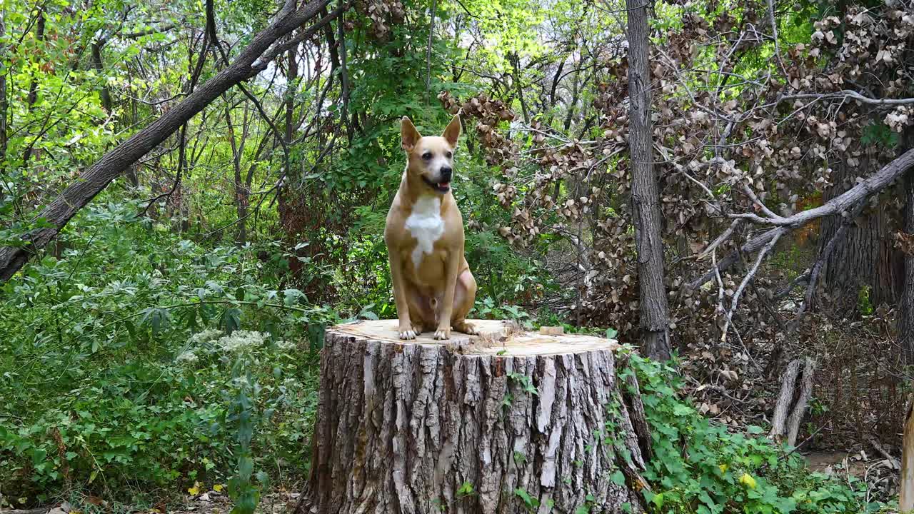 este es un video estático de un perro de carolina sentado en un tronco de árbol