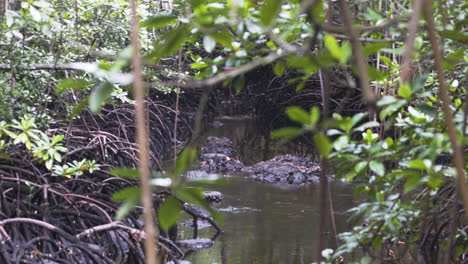 small jungle river with mangrove tree roots behind leafy twigs