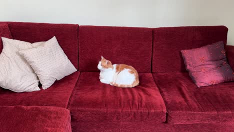 a cat relaxes on a sofa, in a suburban home.